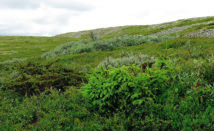 Figur 8. Tydligt vitaliserade granar i Härjehågnas OSO-sluttning, 1054 respektive 1050 m ö.h. med friskt grön barrmassa och långa årsskott.