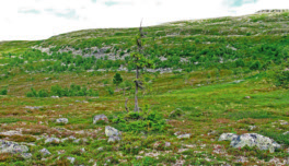 Björkens trädgräns 1915 (848 m ö.h. t.v.) och 2007 (1012 m ö.h., t.h.) i Åreskutans S-sluttning. Den nya trädgränsen utgörs av en 2 m hög björk som vuxit snabbt.