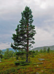 Figur 14. Tallens trädgräns 1975 (921 m ö.h. t.v.) och 2006 (1044 m ö.h., t.h.) i Brattriets S- sluttning.