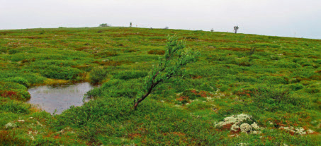 Figur 16. Storfjället i Transtrandsfjällen (924 m ö.h., bilden överst) uppvisar stor landskapsekologisk förändring. Här växer idag både trädformig björk (nere t.v.), gran (nere i mitten) och tall (nere t.