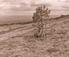 Figur 19. Sånfjällets (Gråsidans) V-sluttning, 940 m ö.h., med stora förändringar i mark- och fältskikt mellan 1974 (t.v.), 1986 (mitten) och 2006 (t.h.). Lavmattorna som fanns på 1970- talet och tidigare har nästan helt försvunnit och ersatts med expanderande kråkbärskloner.