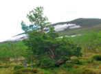 Snön ligger kvar länge i denna nordsluttning och förser vegetationen nedanför med vatten, numera åtminstone under försommaren.