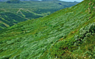 Hamrafjället-Skarvarna Hamrafjället är ett botaniskt rikt sydväxtberg med hundratals kärlväxtarter.