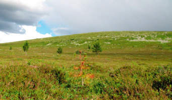 Figur 4: Ö Barfredhågnas sydsluttning (Ö Barfredhågna S) med en contortatall i förgrunden. Foto: 2007-07-13. Ö Barfredhågna S (1022 m ö.h.) Björkens trädgräns (m ö.h.) Granens trädgräns (m ö.h.) Tallens trädgräns (m ö.