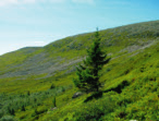 Molnet SSO (1192 m ö.h.) Björkens trädgräns (m ö.h.) Granens trädgräns (m ö.h.) Tallens trädgräns (m ö.