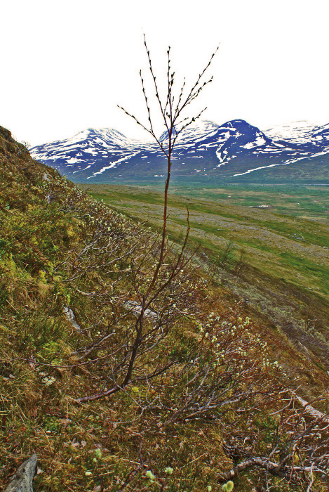 Nyetablerad, cirka två meter hög björk som utgör den nya trädgränsen i Hårdeggens nordsluttning, 930 meter över havet. (Bunnerfjällen, Jämtlands län).