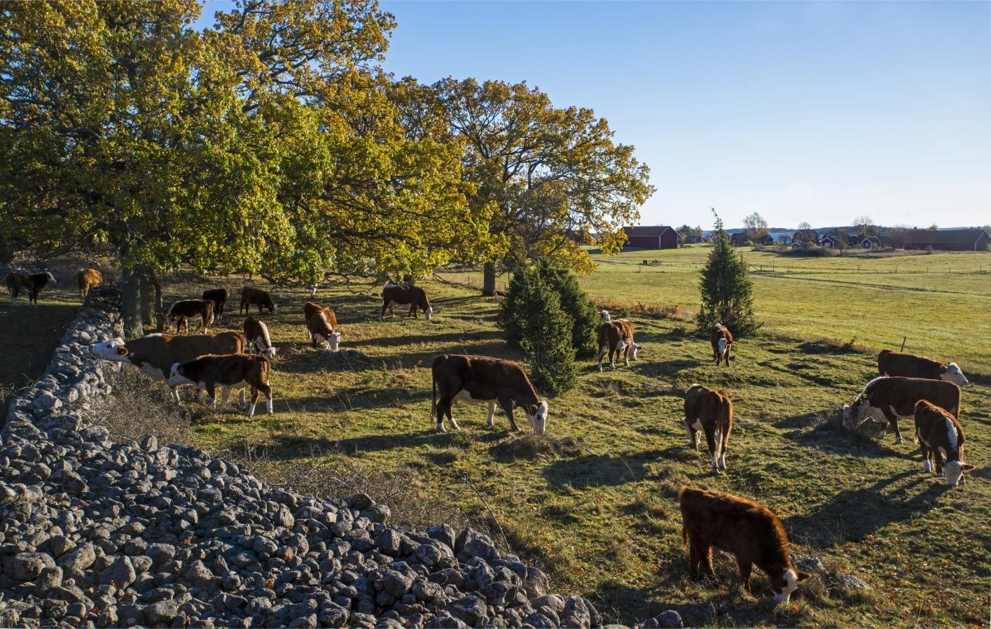 Utan miljöersättningen till vallodling försvinner 50 000 nötkreatur