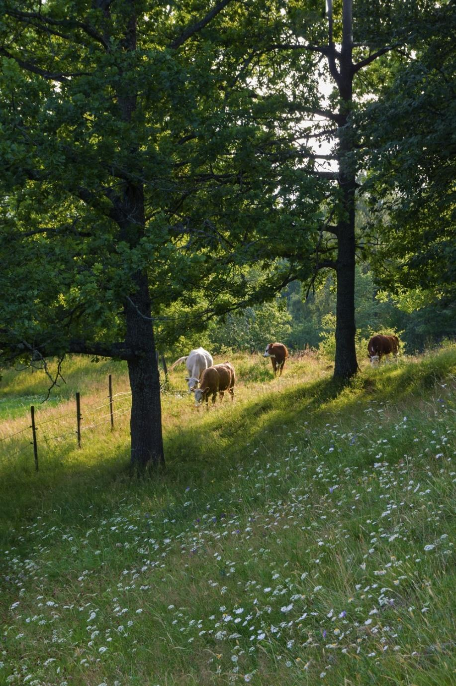 Utan miljöersättningen till slåtter- och betesmarker skulle vi förlora 98 000 hektar