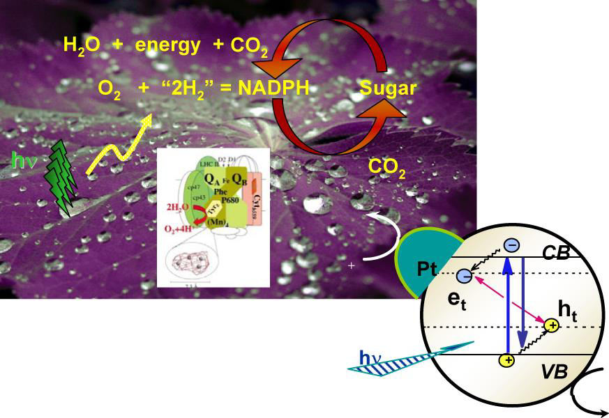 Challenge: Reduction of CO2 Plants use solar energy to convert CO2 and H2O to sugars Convert CO2 to fuels