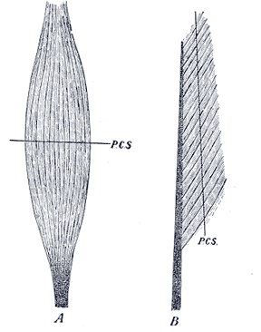 b) Golgiapparaten c) Cellmembran d) Cytoskelett 4.