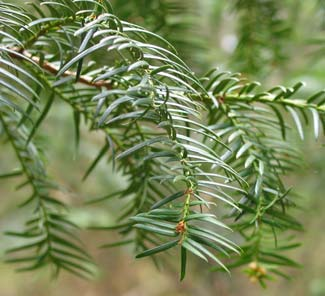 Idegran Taxus baccata Idegran är en rödlistad växt placerad i kategorin missgynnad (NT) samt lokalt fridlyst i Örebro län.