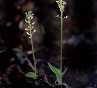 Knottblomster Microstylis monophyllos Knottblomster är en rödlistad orkidé placerad i kategorin sårbar (VU) och är, likt alla orkidéer, fridlyst i hela landet.