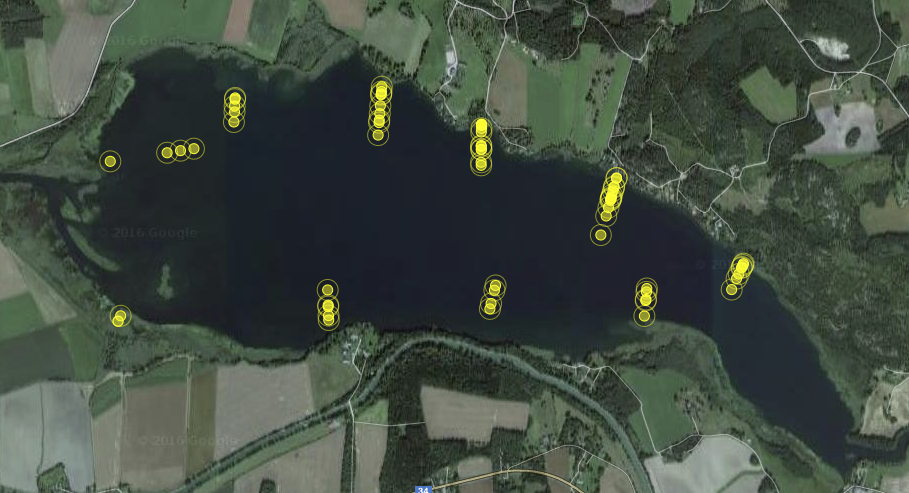 Makrofyter i Norrbysjön och Stråken / Inventering i Östergötland 2016 hårsärv (Zannichellia palustris).