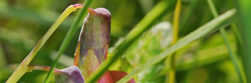 mycket blommande åkervädd, då arten enbart samlar pollen från den växten.