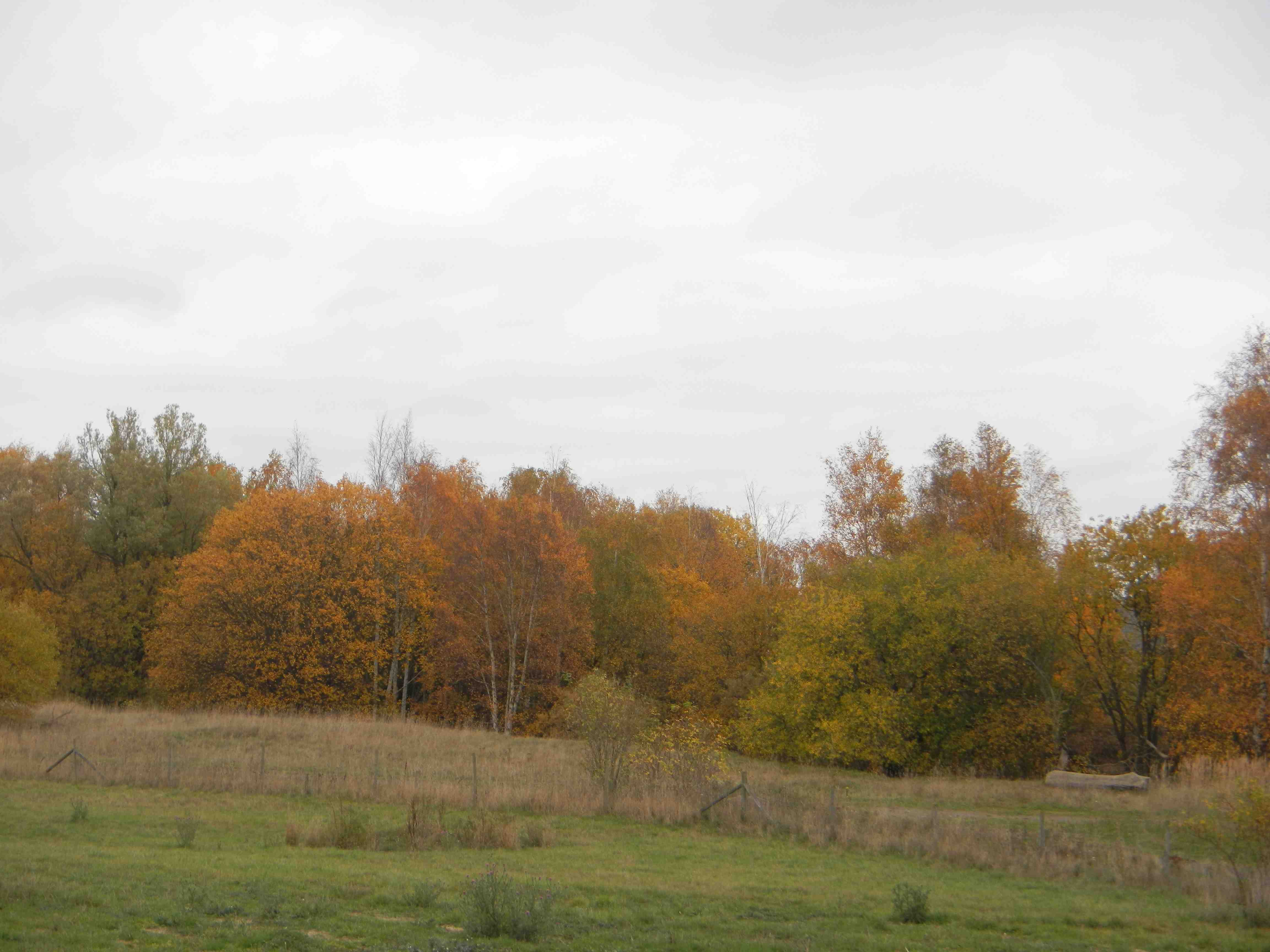 Bild 4. Käglinge ränna. 7. Östra kyrkogården Östra kyrkogården är ett stort område med väldigt varierande ålder på träden (Bild 5). Ett par gigantiska döda almar står i den östra delen av kyrkogården.