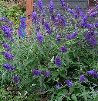 Syrenbuddleja