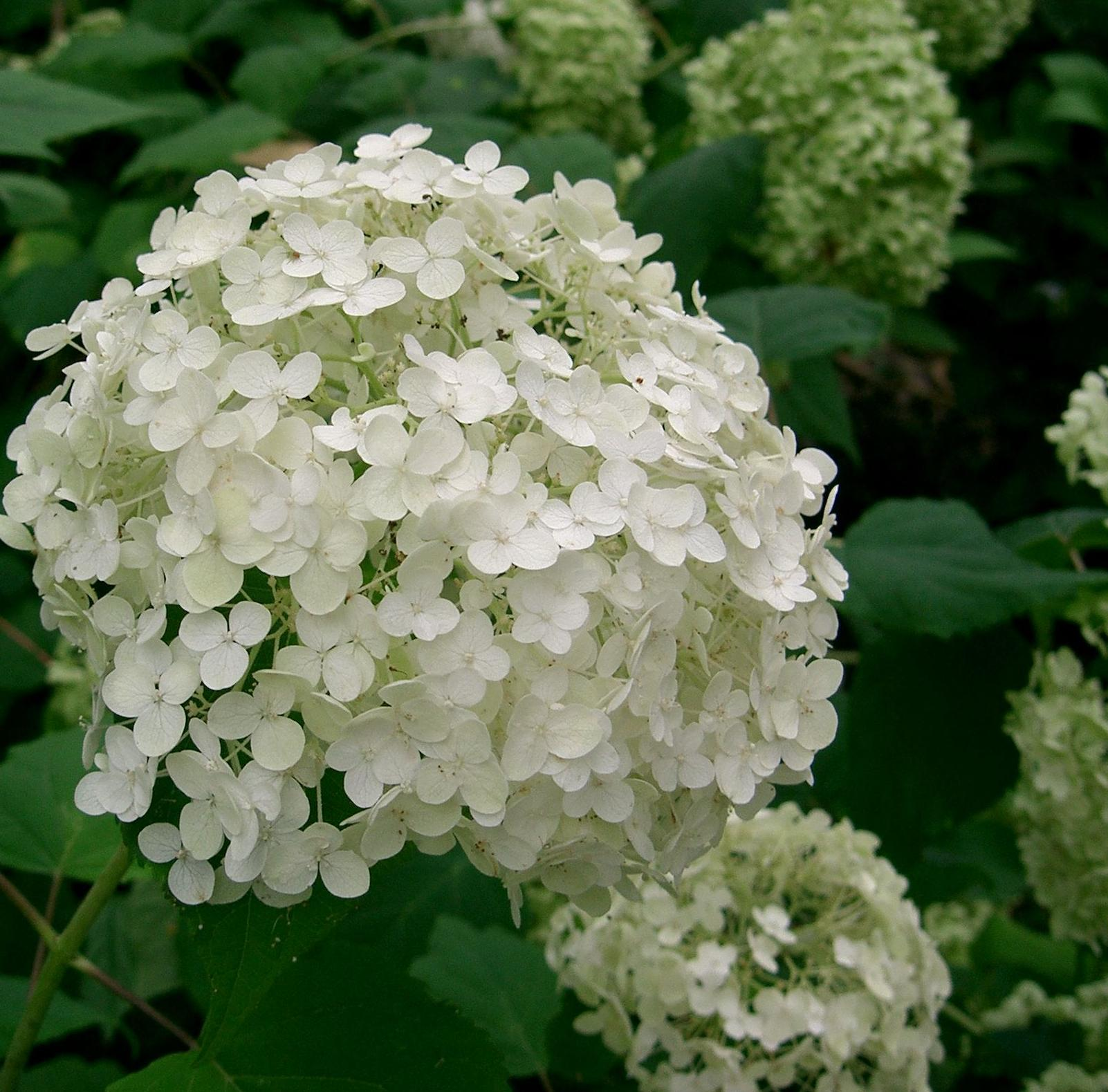 Vidjehortensia