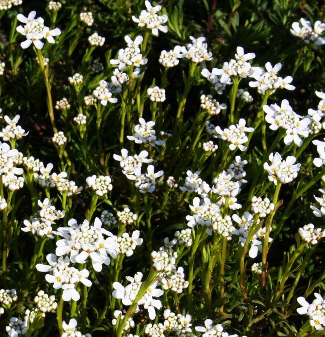 Höstanemonen blommar från slutet av augusti och lyser upp i rabatten när hösten tränger sig på.