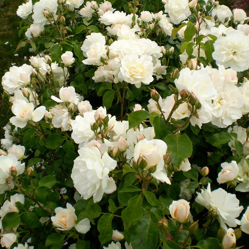 med små blå blommor och har under resten av säsongen ett spännande silvrigt bladverk.