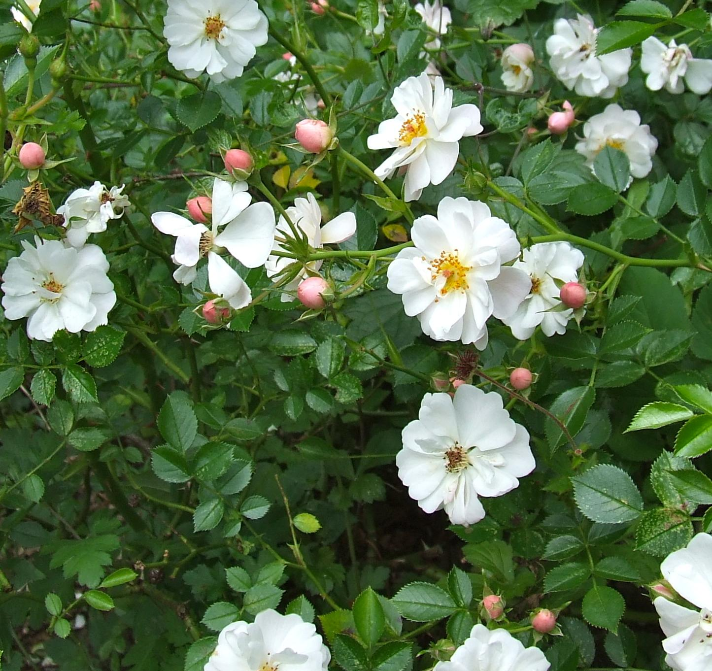 Magnolian Susan välkomnar våren, när den med sina stora rosa blommor slår ut på bar kvist under maj.