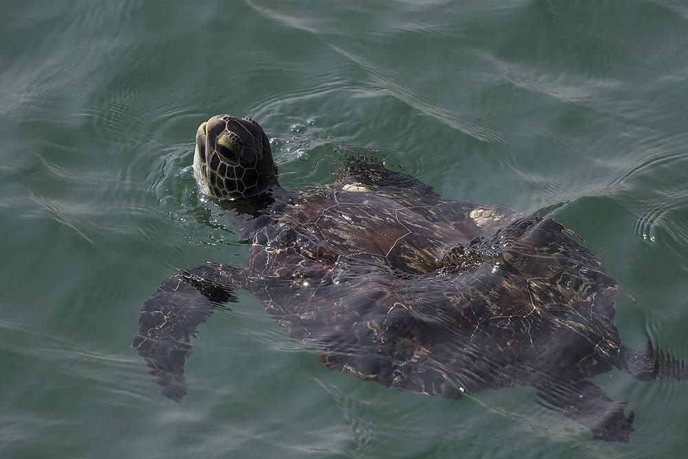 I Khor Kalba kunde vi på nära håll se gröna havssköldpaddor, även kallade soppsköldpaddor.