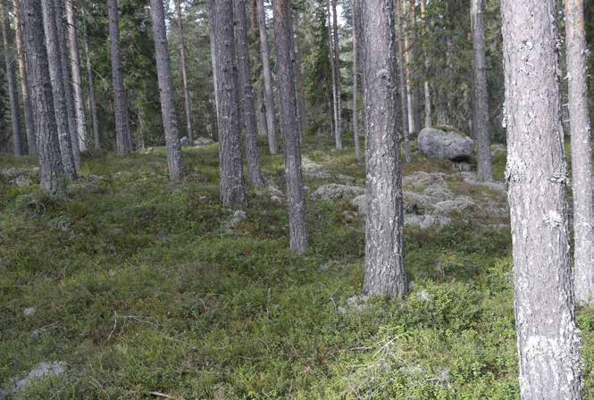 SKOG OCH MARK SKOGSMARK Bifogad skogsinventering är upprättad av Love Persson, Areal Ljusdal i april 2016.