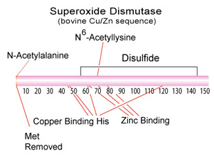 Neurotoxiska mekanismer vid ALS SOD1