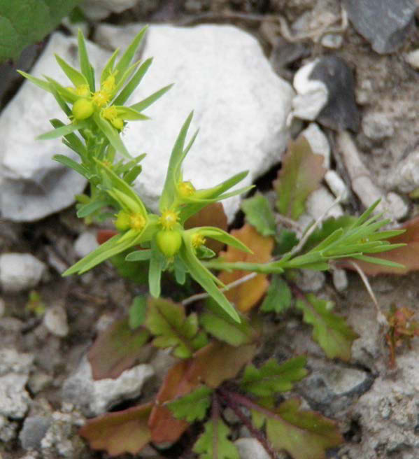 Grusnejlika - Gypsophila muralis Grusnejlikan har ett ganska typiskt nejlikeliknande utseende. Den är dock oftast väldigt småväxt och inte mer än 10 cm hög.