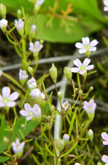 För att grusnejlikan ska få fäste krävs det miljöer som är nästintill fria från övrig vegetation och där marken är något fuktig. Under goda markförhållanden kan arten hittas i tusentals.