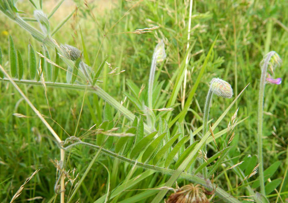 Luddvicker - Vicia villosa Luddvicker är mycket likt den vanliga arten kråkvicker och det kan ibland vara mycket svårt att skilja dem åt. Luddvicker upplevs dock ofta som kraftigare.