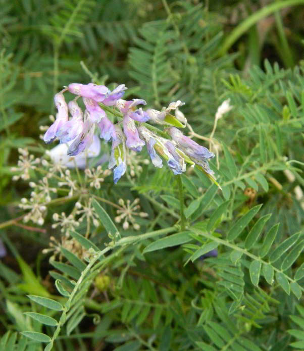 Förväxlingsarter - luddvicker Luktvicker Luktvicker är, precis som luddvicker, en vickerart med långt utsträckt blomställning.