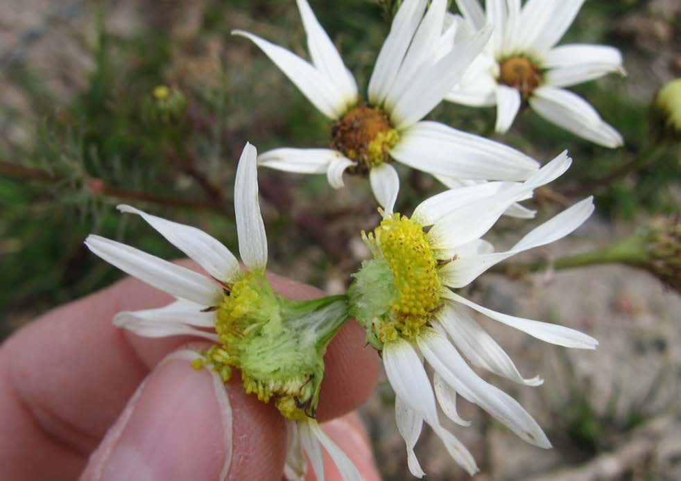 Förväxlingsarter - åkerkulla Baldersbrå Skiljer sig från åkerkullan genom att den saknar fjäll mellan de gula småblommorna som utgör blommans mitt