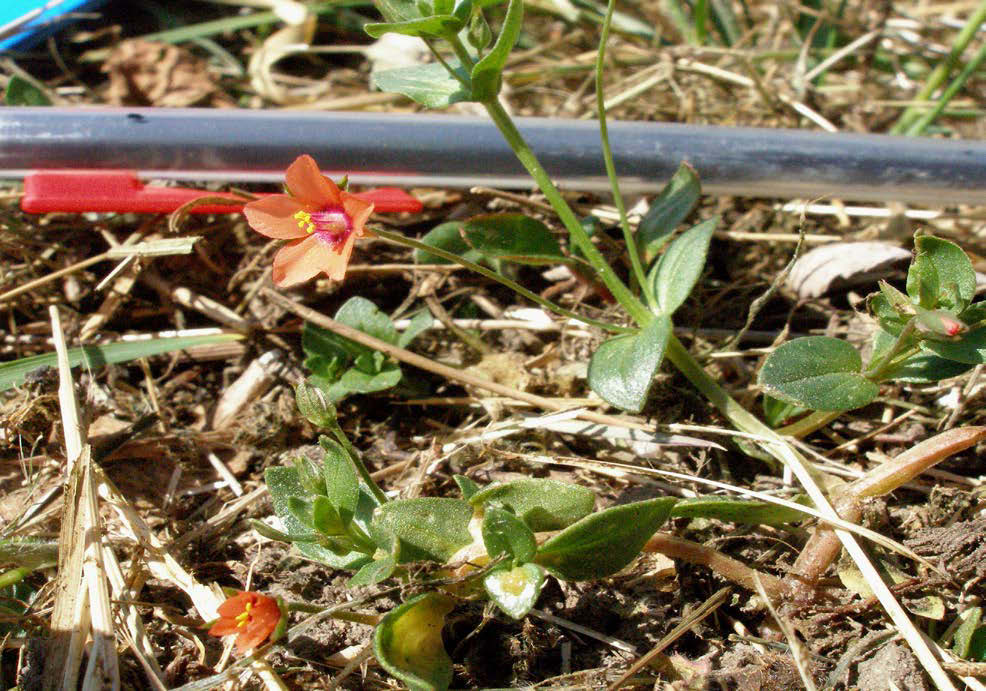 Rödmire - Anagallis arvensis Rödmire är i blom lätt att känna igen.