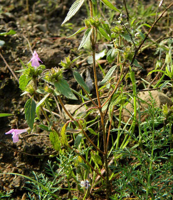 Mjukdån - Galeopsis ladanum Mjukdån är en korsblommig växt som vanligen blir 30 cm hög som mest. Den har ljust rödlila blommor som är 1-1,5 cm stora.