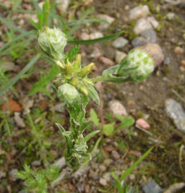 Klotullört - Filago vulgaris En mellan 5-30 cm hög växt som främst karaktäriseras av sina klotformiga blomhuvuden och att den är y-format förgrenad i toppen.