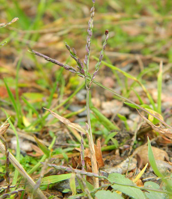 Fingerhirs är vårgroende och kan hittas i de flesta typer av odling under juni-september.