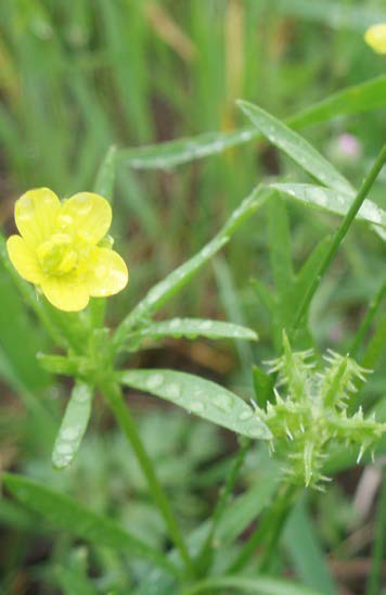 Råglosta - Bromus secalinus Åkerranunkel - Ranunculus arvensis Råglostan är ett ettårigt gräs som blir runt en meter högt.