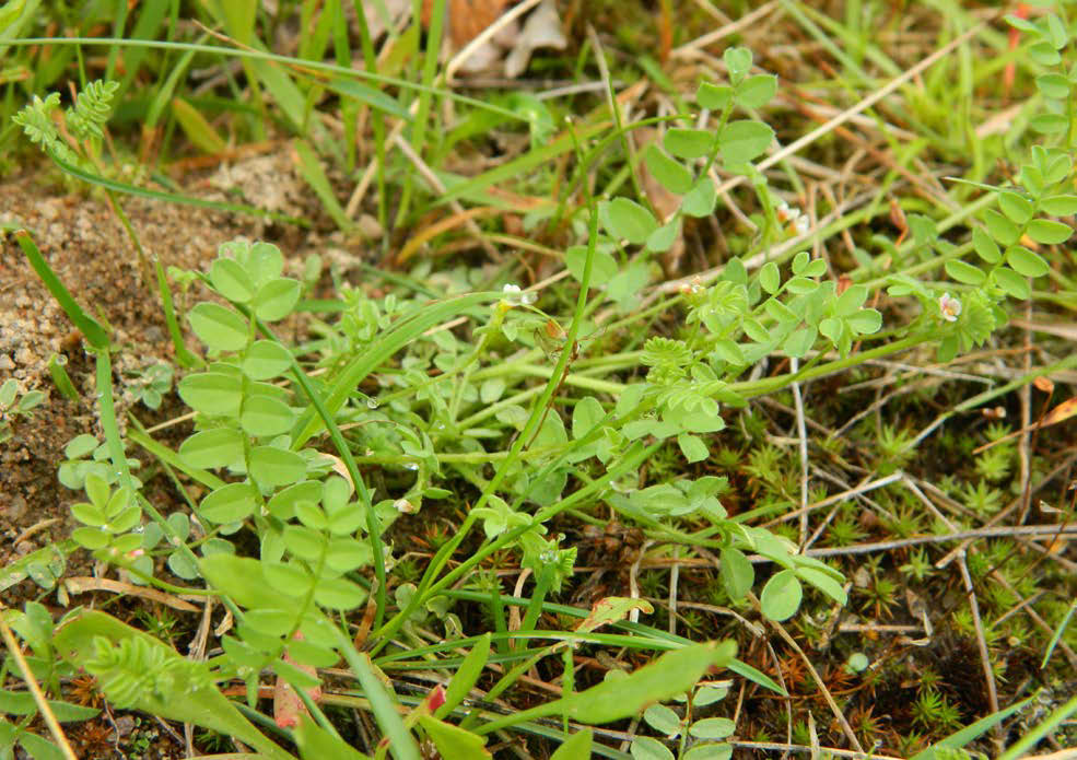 Riddarsporre - Consolida regalis Riddarsporren är en karaktäristisk växt som kan bli upp till en meter hög men är vanligen inte mer än 50 cm