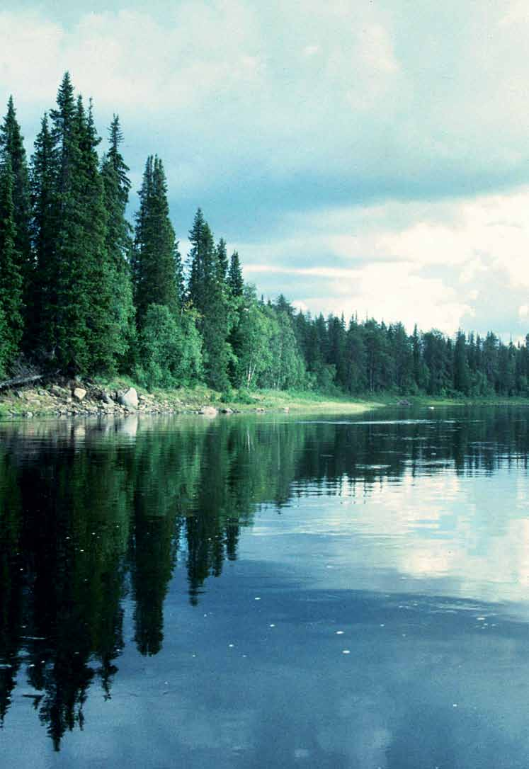 varzuga ett urvatten När man står vid den vackra och lugnt flytande skogsälven Varzuga på Kolahalvön och man ser att det kryllar av lax och vet att det finns över 100 miljoner flodpärlmusslor och ett