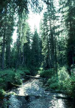 Kantzon Kantzonen (strandskogen) kan betraktas som en del av vattendraget, eftersom det finns så många ekologiska samband mellan dessa.