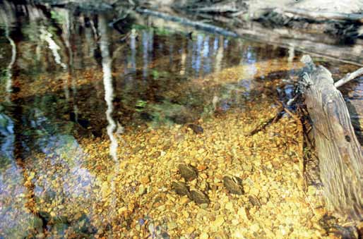 Naturliga processer som översvämningar och brand gör tillsammans med bäver landskapet dynamiskt.