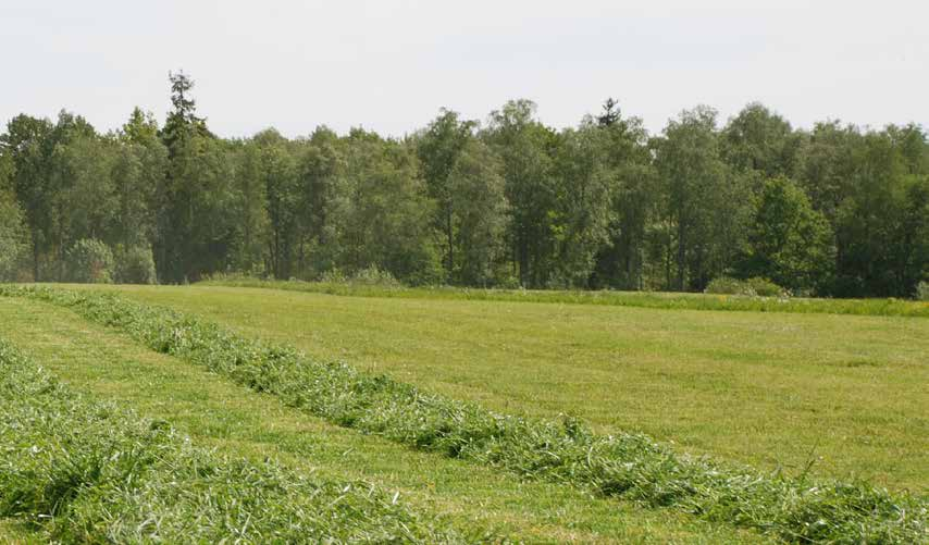 Intensiv O D L I N G S S Ä T T Klöver Gräsvall Bete Blandning Rörsvingelhybrid/Rörsvingel Rajsvingel Eng.