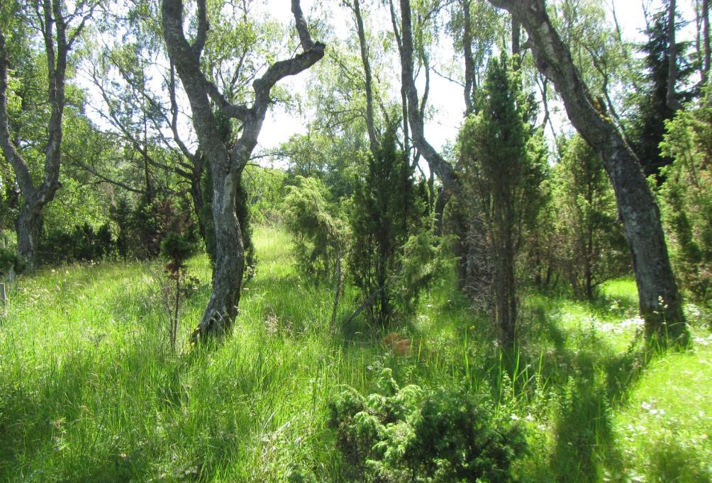 13 Figurens beteckning Typ Naturtyper Beskrivning F En viktig biotop för naturens mångfald (torrängar) Kalktorrängar, akut hotad (CR) naturtyp En mycket fin, kalkpåverkad torrängshelhet, som har t.o.m. nationellt värde.