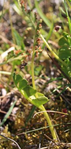 grönvit nattviol (Platanthera chlorantha), tvåblad, humlelusern (Medicago lupulina) och berggröe.