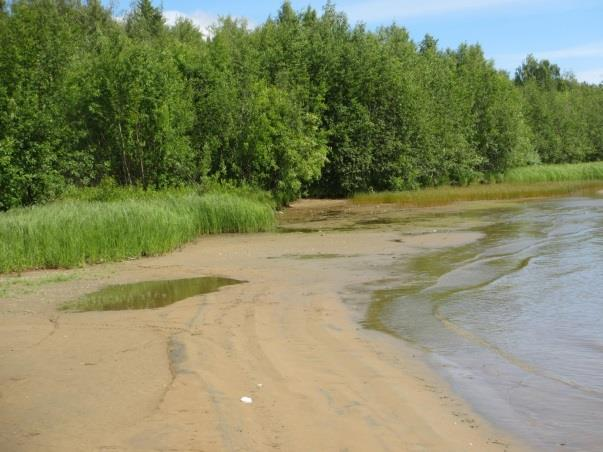 grupper. Prover togs på en ca 500m lång sträcka av stranden. Det hittades totalt 37 olika taxa vid inventeringen. Dominerande arter var skinnbaggen (Micronecta poweri, Douglas & Scott, 1869).