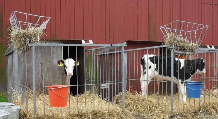 Tillväxt mjölkperioden 820 g/dag Tillväxt från avvänjning slakt 1500 g/dag Avvänjning sker vid ca 10,5 veckas ålder Avvänjningsvikt ca 100 Slaktvikt 2011: 205 Slaktålder 2011: 9,2 månader Tidsåtgång