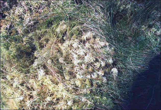 Vit död vitmossa i kärr med tuvull (Eriophorum vaginatum). Foto: M. Andersson. Båda dessa typer av skadad vitmossa kan uppkomma till följd av kalkning (Andersson 2004, Rafstedt 2000).