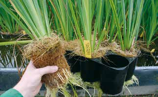 108 pluggplantor Unikt och tåligt plantformat pluggplantan är odlad i kokosfiber och har en rotvolym på 1-1,3 liter.