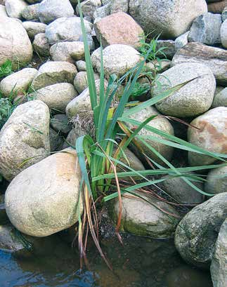 pluggplantan planteras i detta fall genom att kilas ned mellan stenarna.
