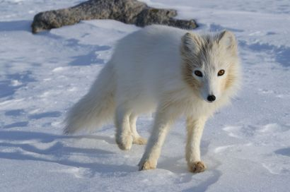 .. Fjällräv Latinska namn: Alopex lagopus Underarter/Utbredning: Tio arter finns beskrivna, varav tre förekommer i regionen: 1.